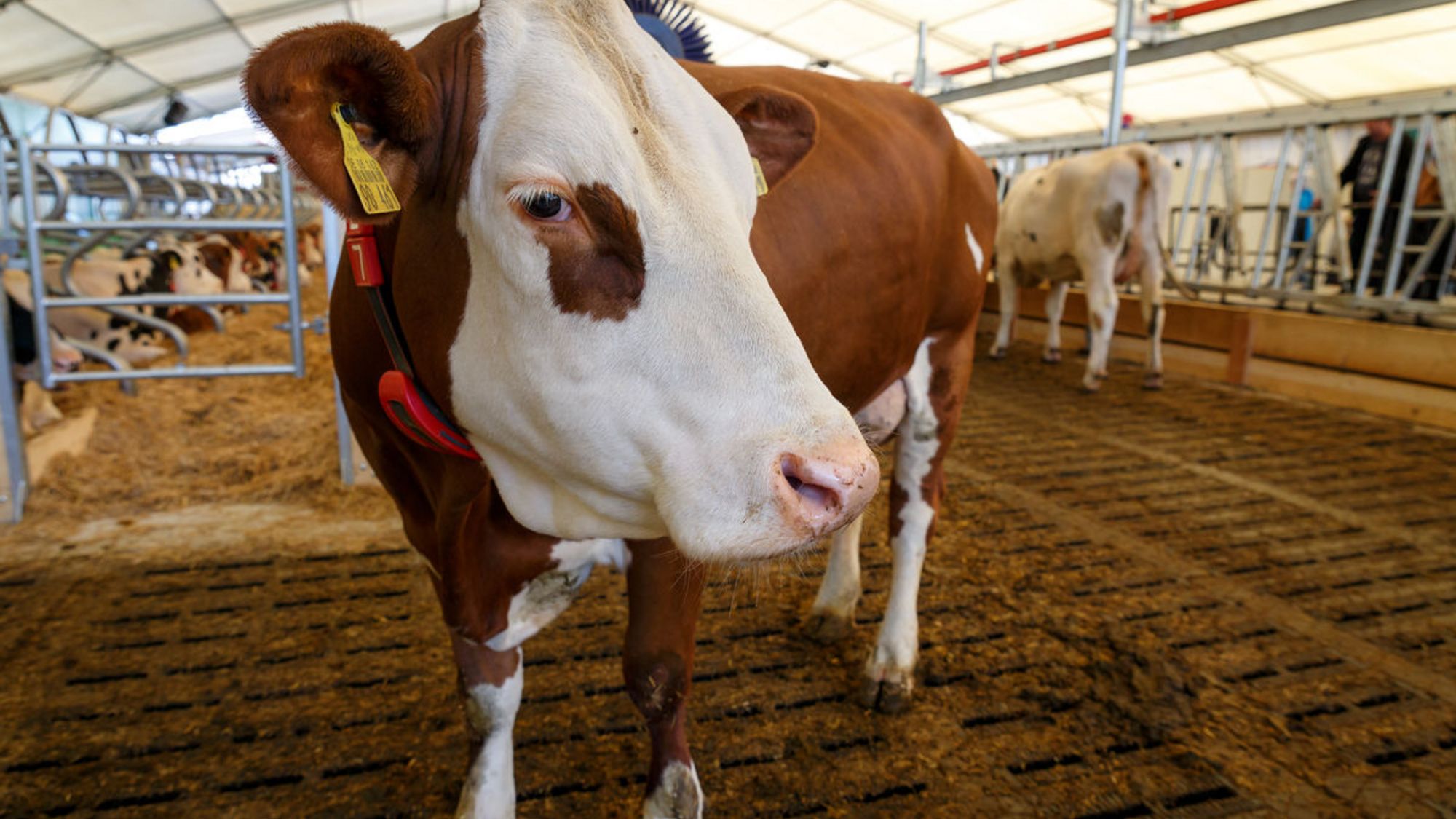 Eine Kuh im Milchviehstall auf dem Landwirtschaftlichen Hauptfest 2018
