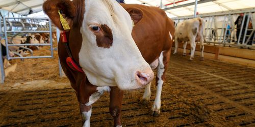 Landwirtschaftliches Hauptfest